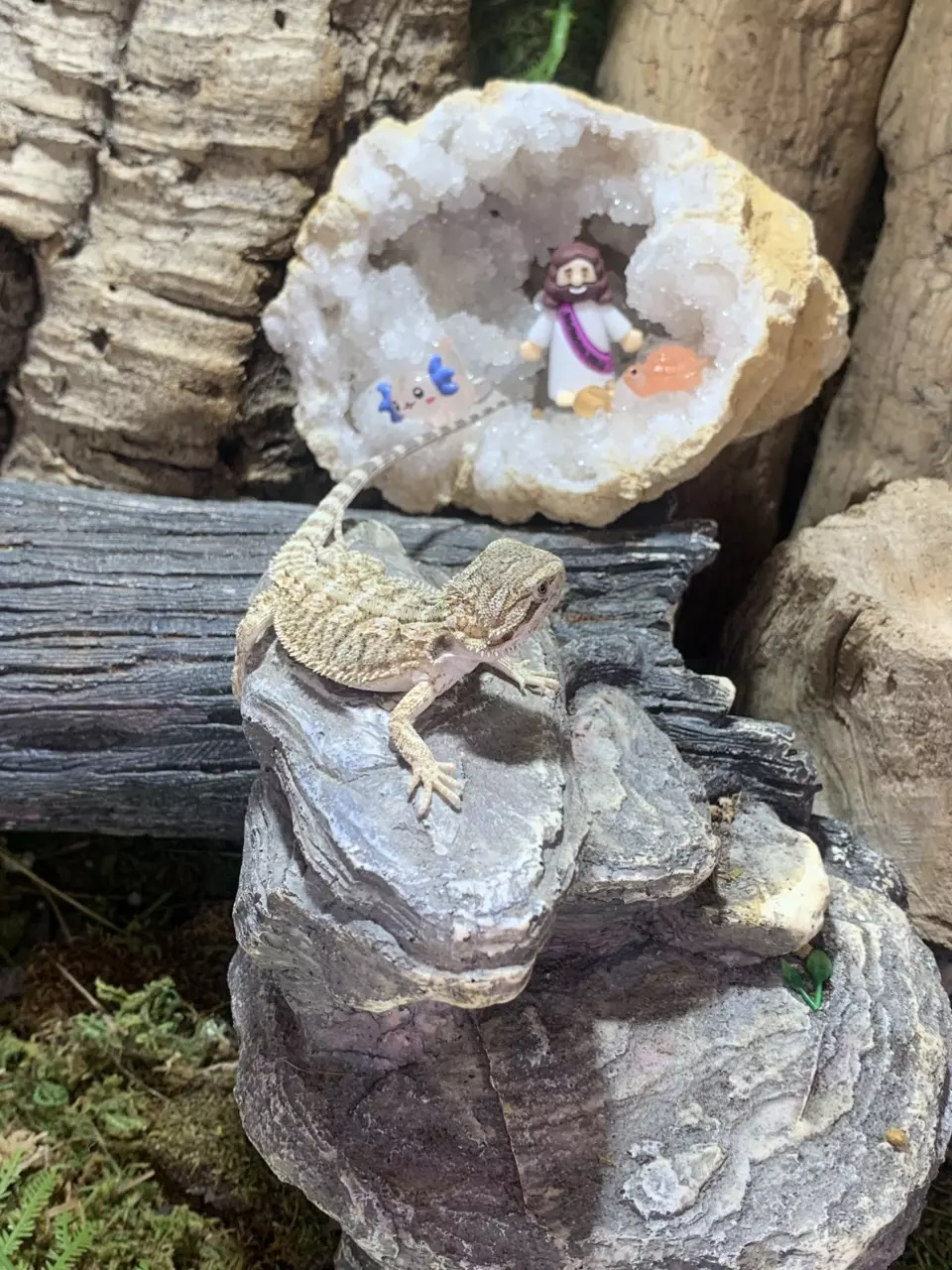 Baby bearded dragon 3 thumbnail