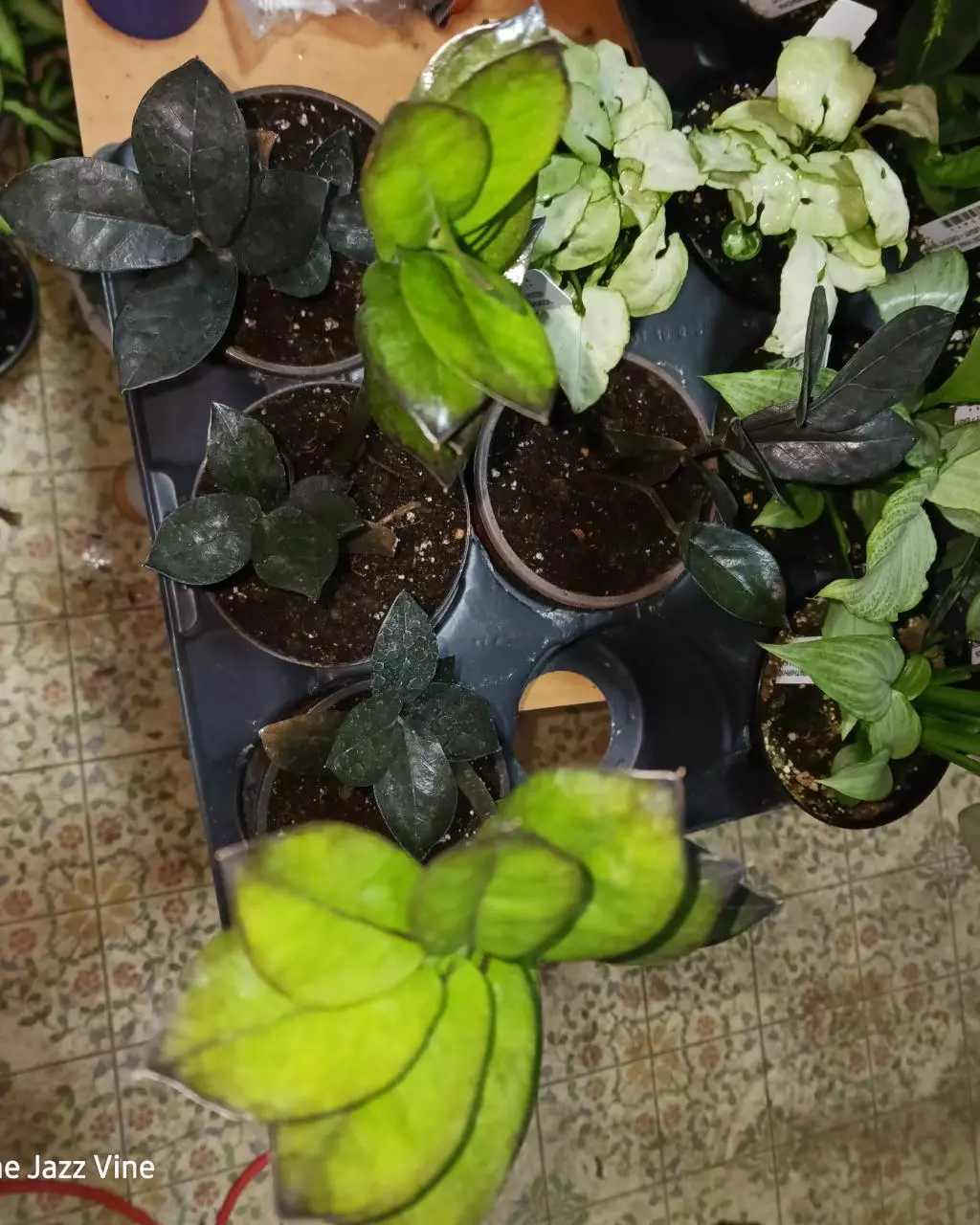 Nova star black zz plant thumbnail