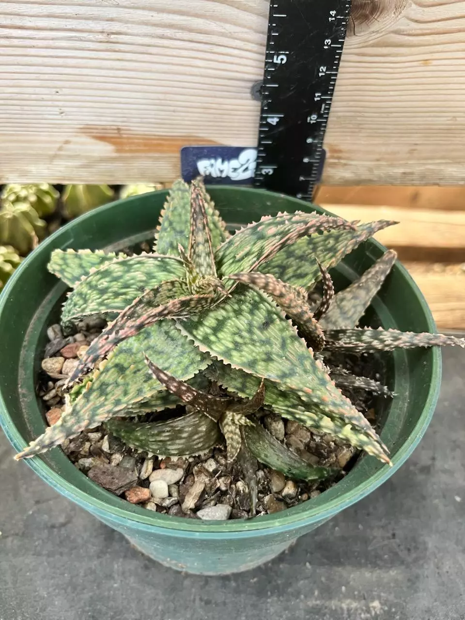 XL Aloe 'Firecracker' succulent thumbnail