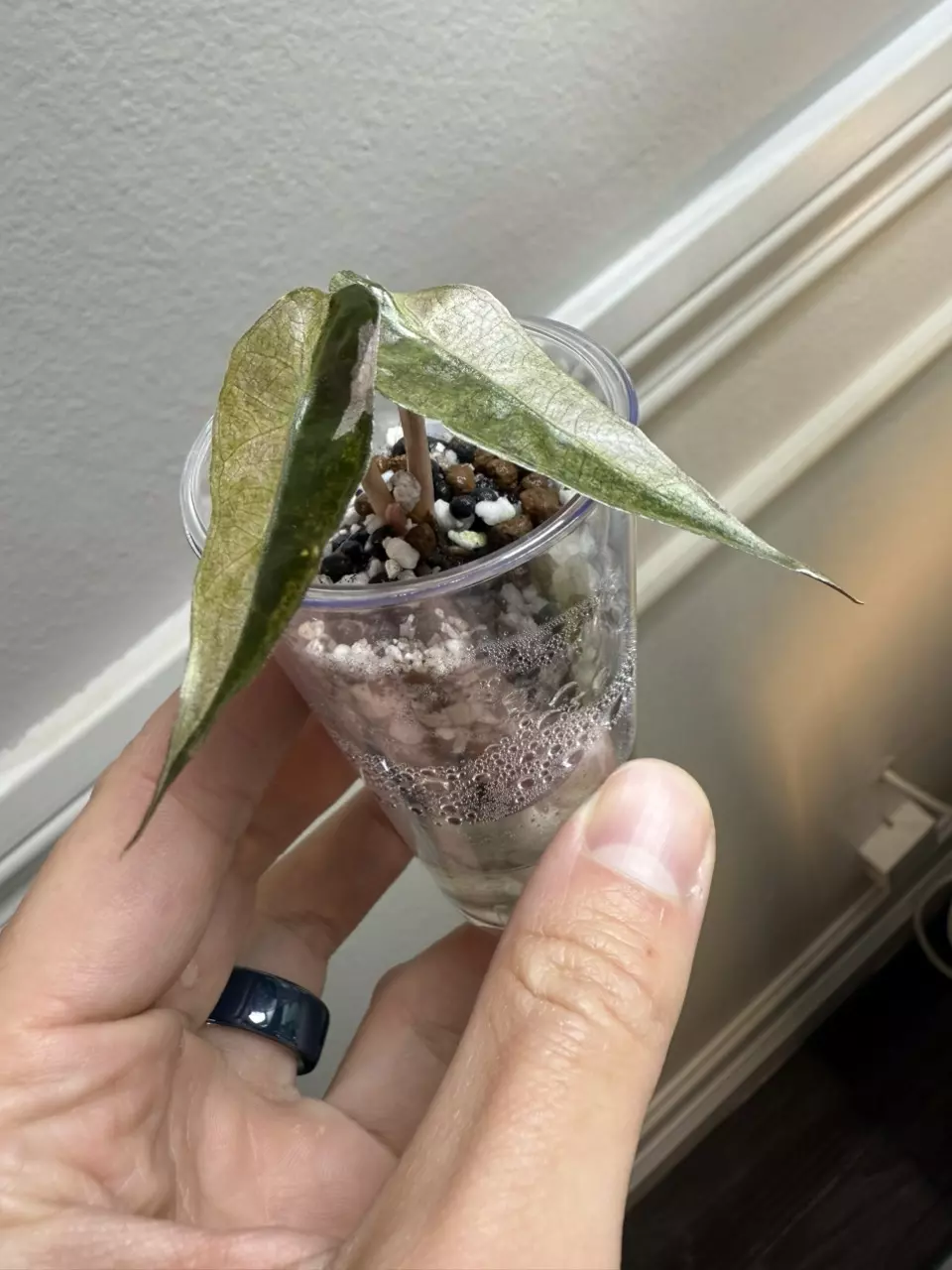 Alocasia Polly Variegated (Double Stem) thumbnail