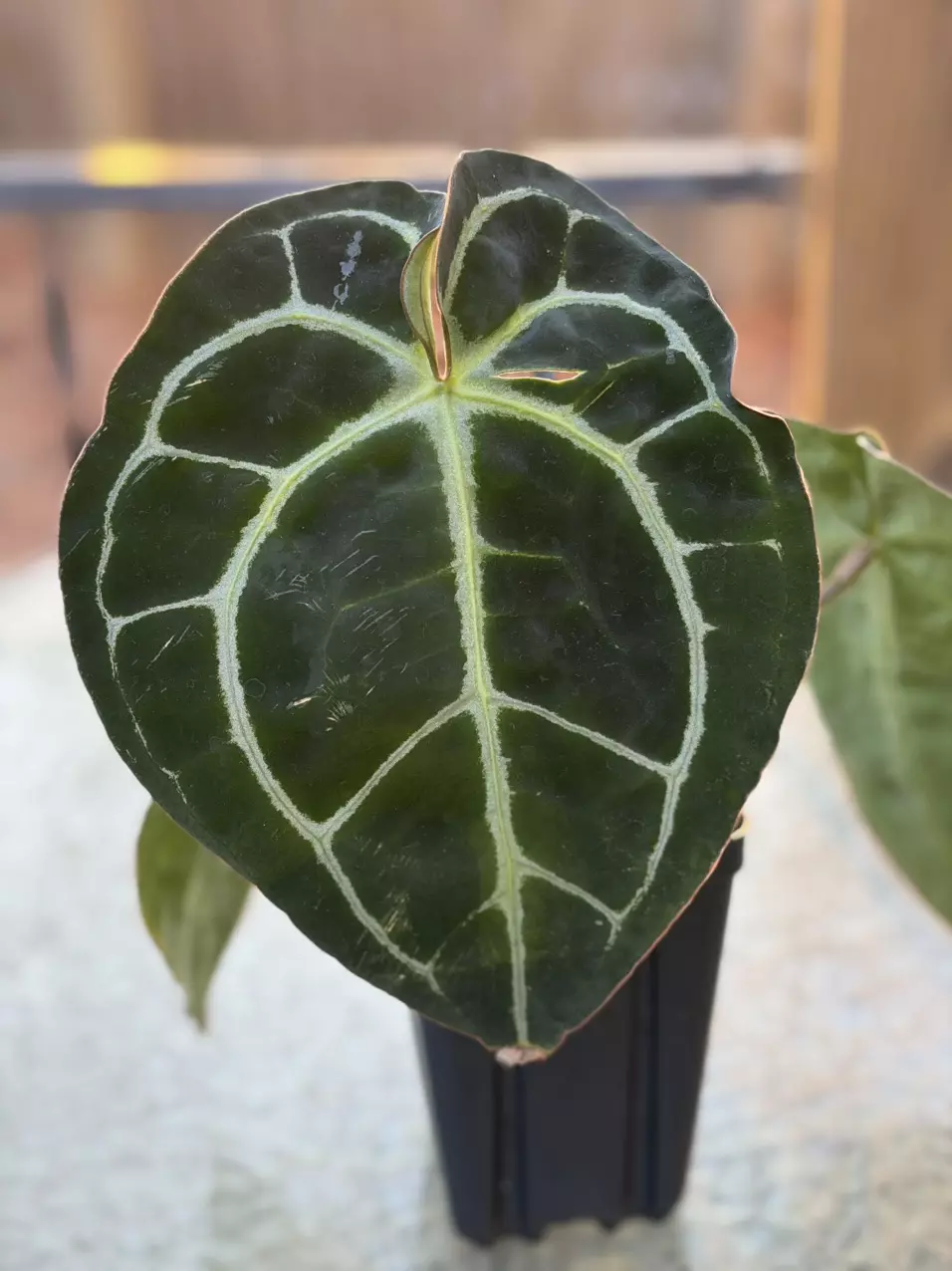 (Tim’s Black x Villenaorum) x (Wonderboy Dark x Doc Block F2 thumbnail