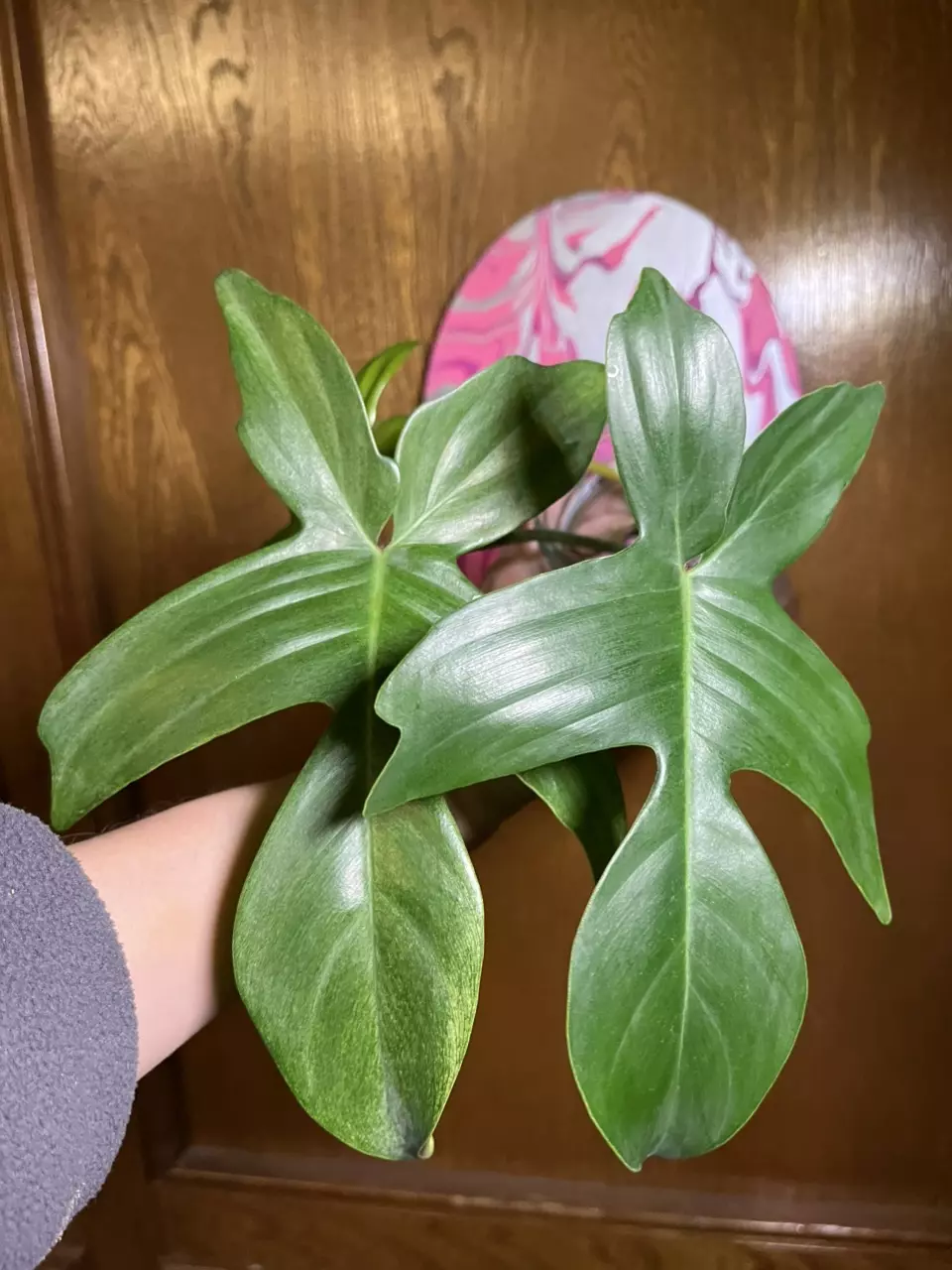 Florida Ghost Mint thumbnail