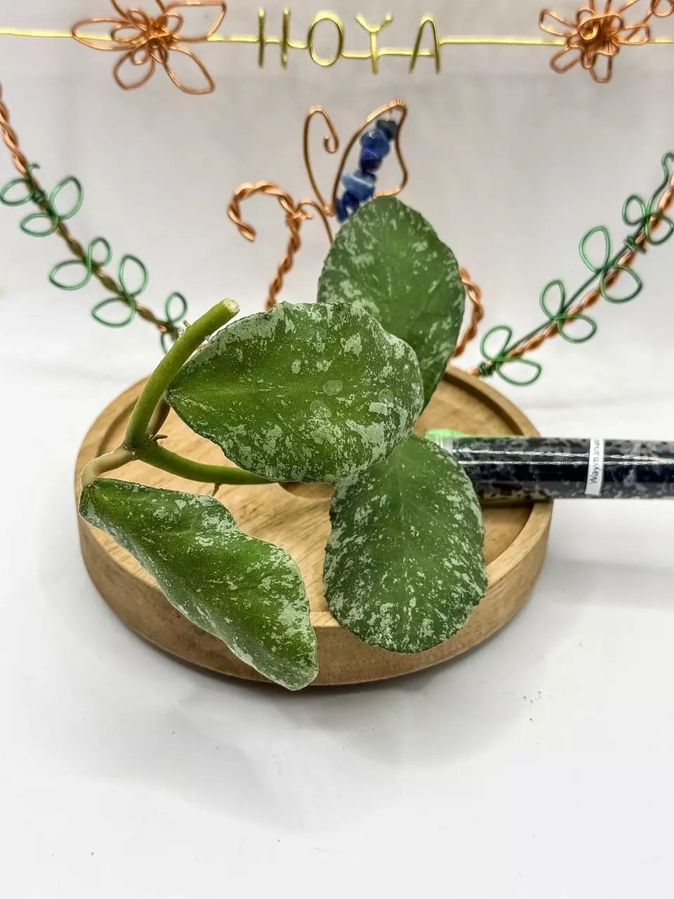 53. Waymaniae Cloudy Sky (unrooted) thumbnail