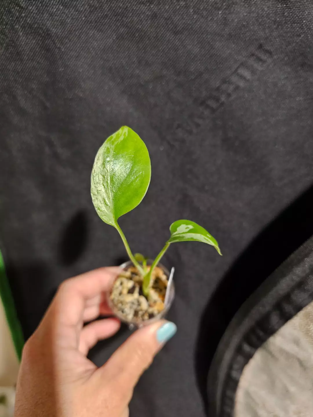 Monstera Bulbasaur thumbnail