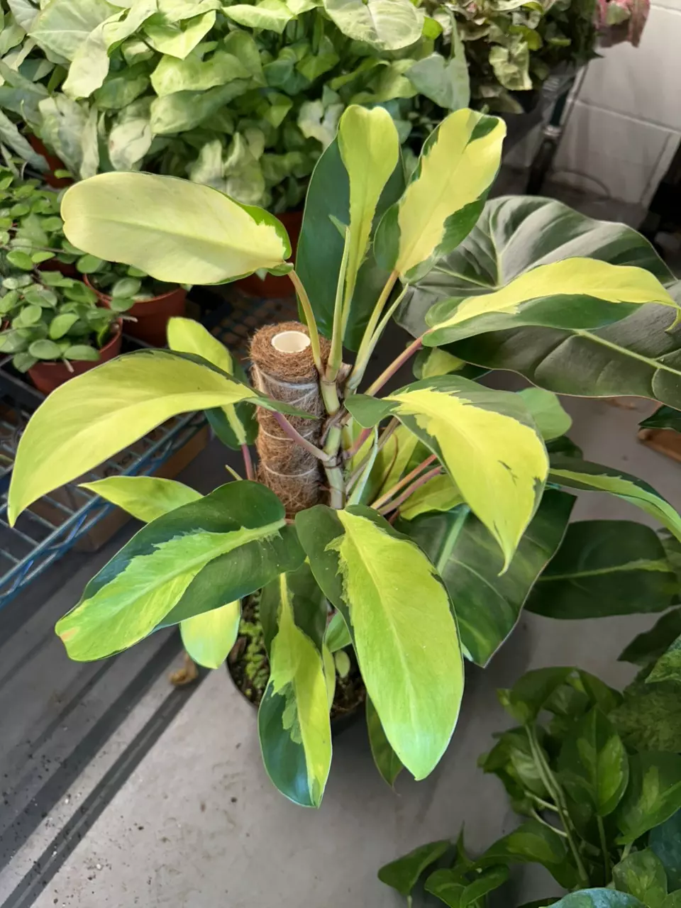 philodendron Thai sunrise - 6” pot XL thumbnail