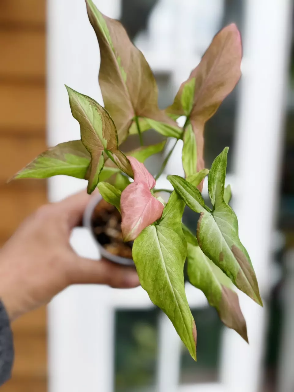 Rare Syngonium Nagpum Orm mini Rose thumbnail