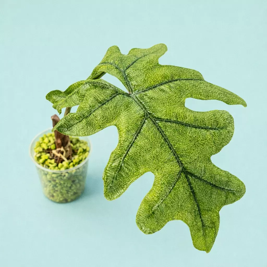 Tandarusa/Jacklyn Alocasia thumbnail