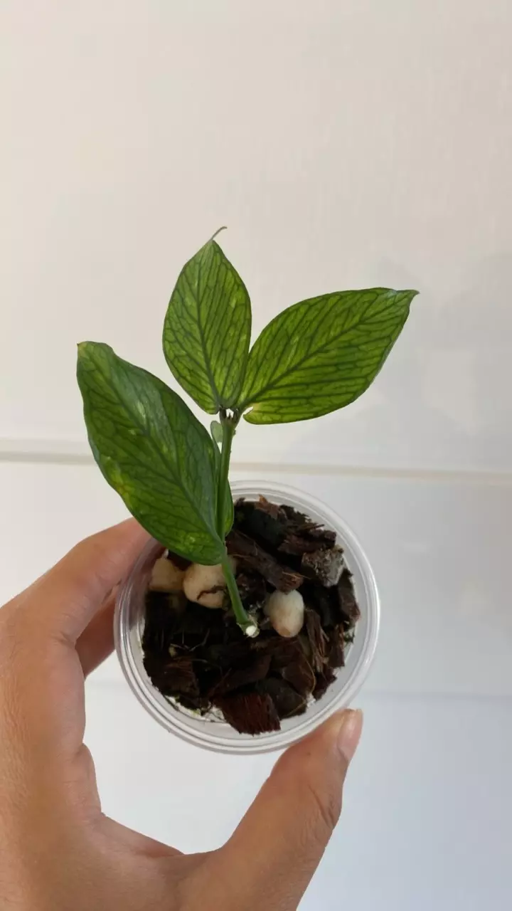 Hoya Polynuera thumbnail