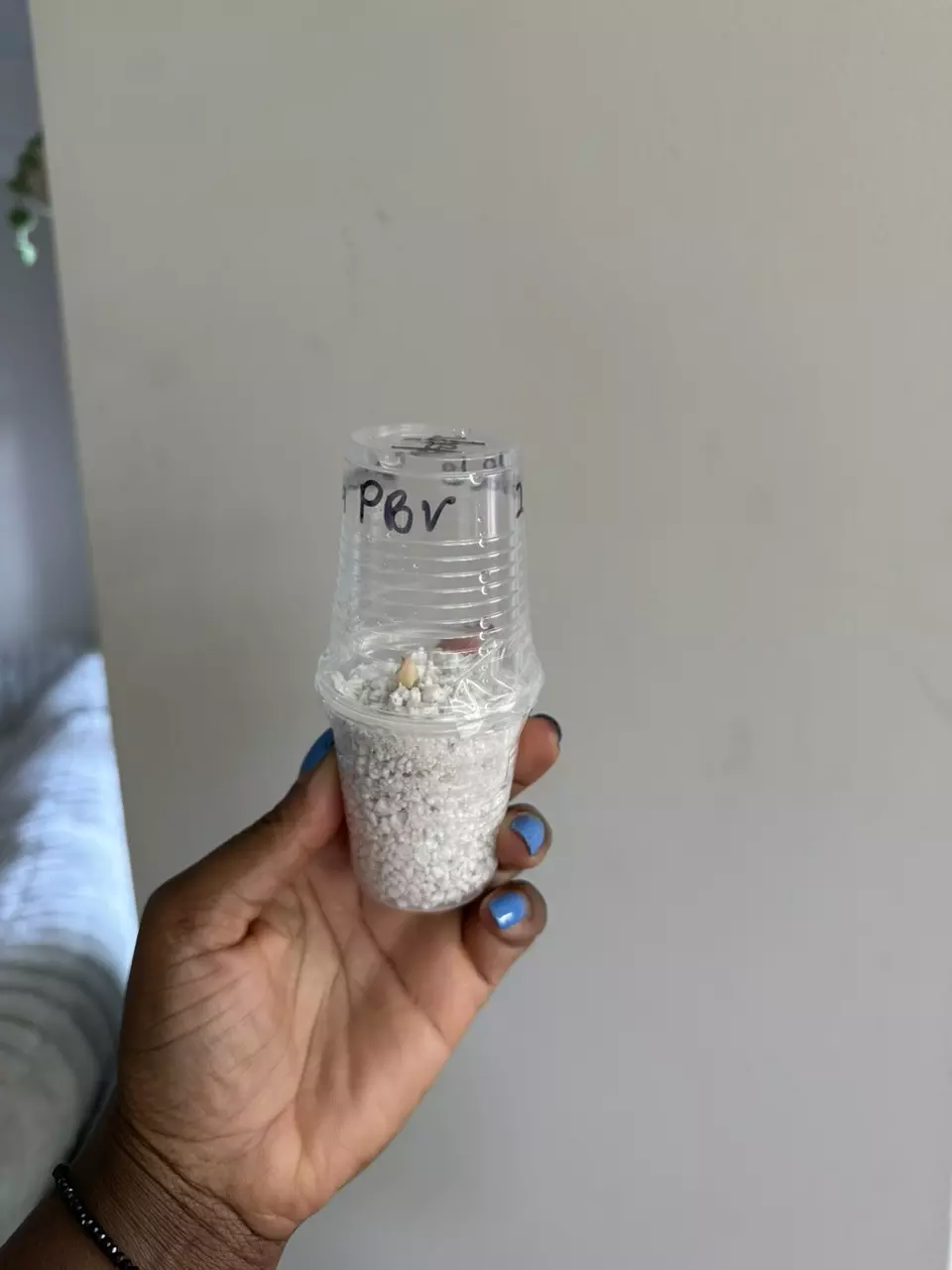 Alocasia Pink Black Velvet Corm thumbnail