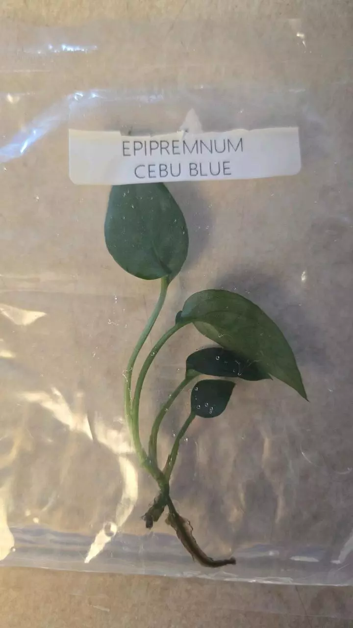 Epipremnum Cebu Blue TC thumbnail