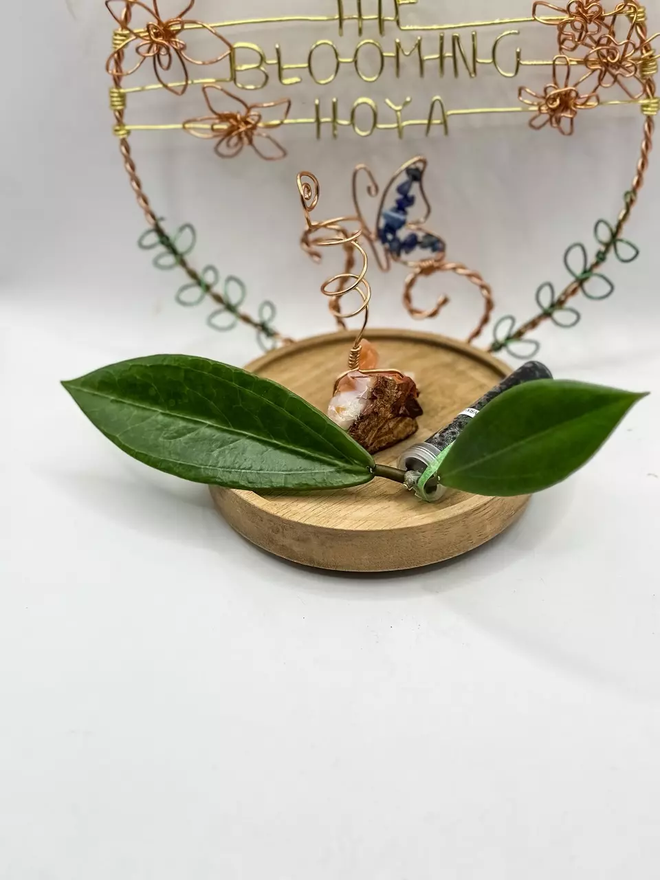 79. WRX-69-101 (unrooted) thumbnail