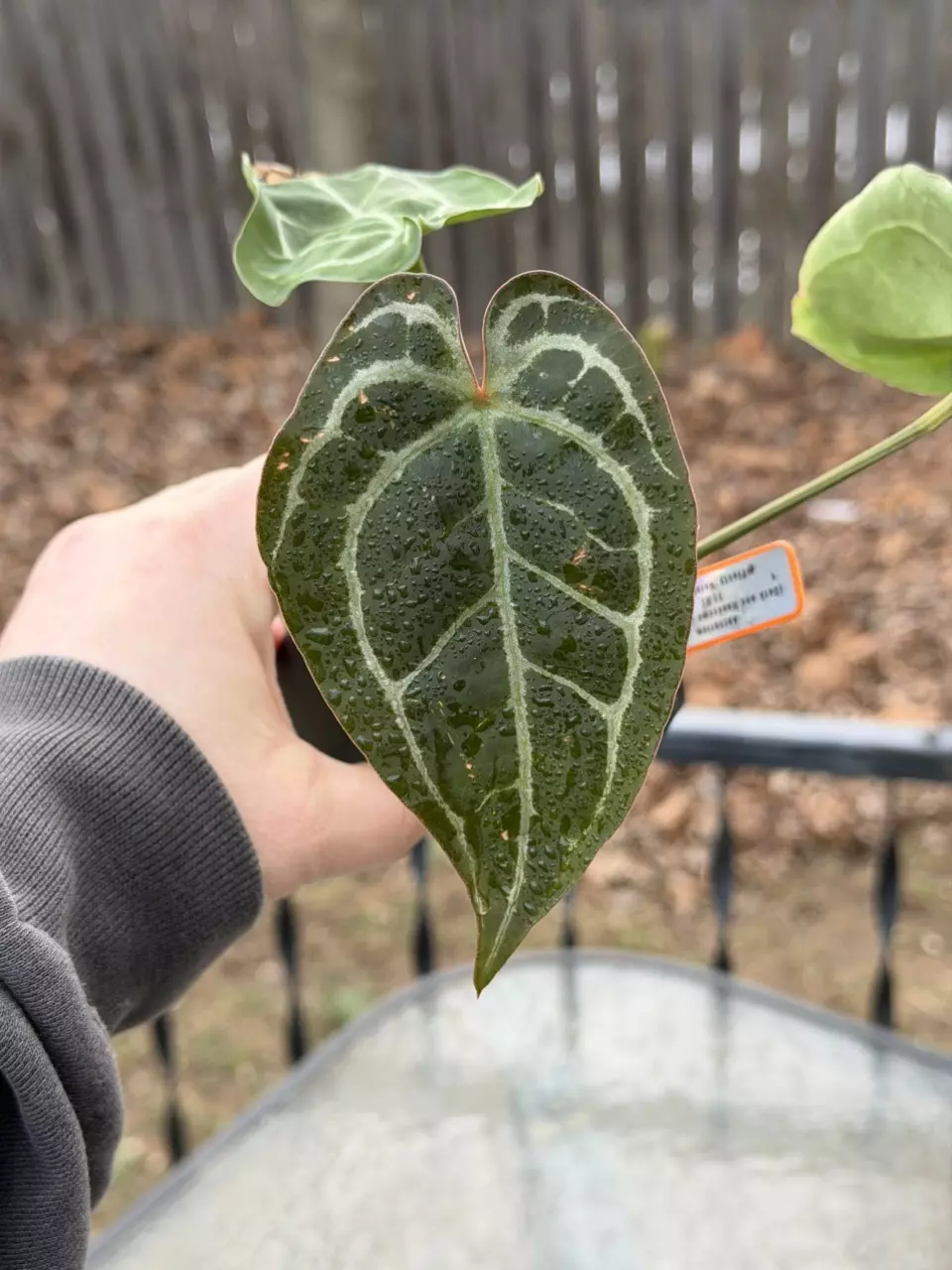 (Dark and Handsome x Michelle) F3 R2 thumbnail