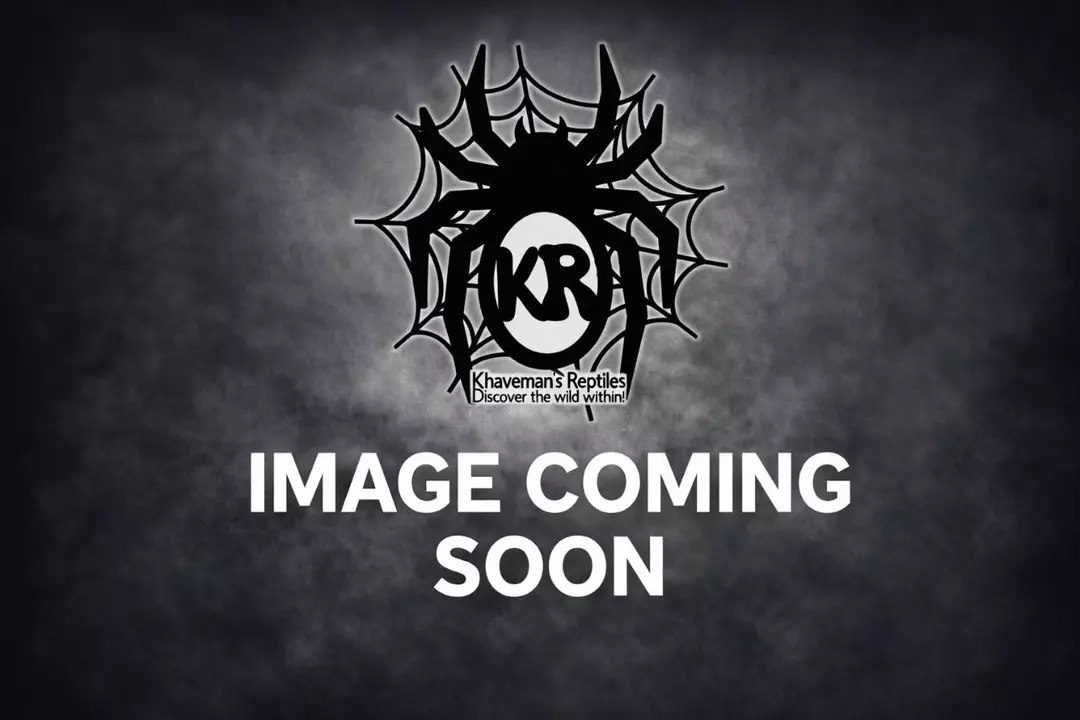 Pumkin Patch (Hapalopus sp. "Columbia") 3/4"+ thumbnail