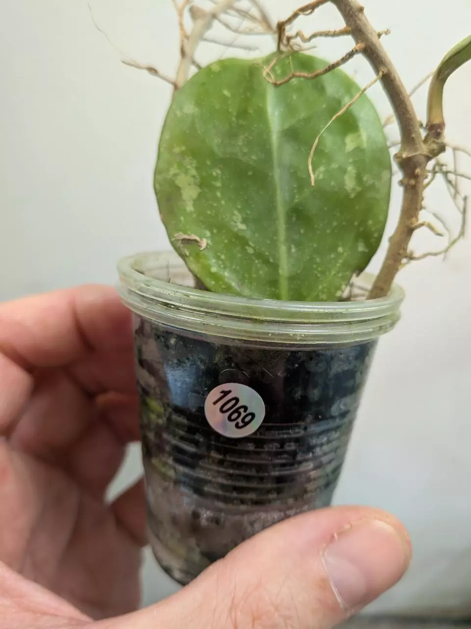 #1069 Hoya 'Michele' (splash) thumbnail