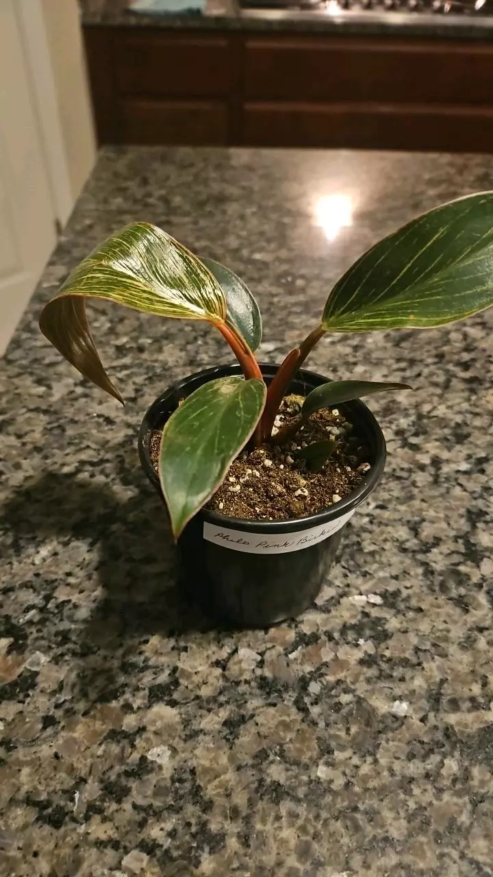 Philodendron Pink Birkin 4in thumbnail