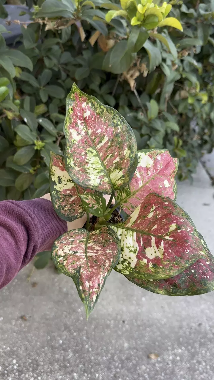 Aglaonema tricolor pink - 4” pot exact plant thumbnail