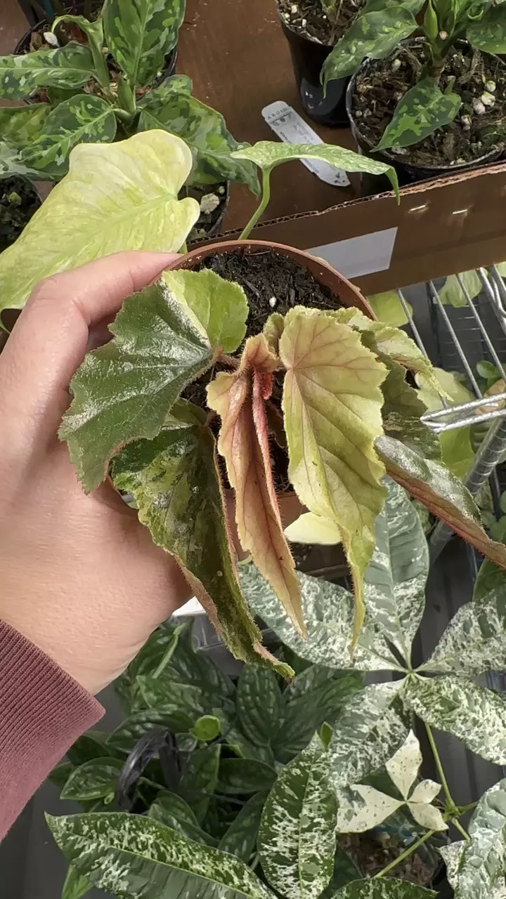 begonia Ginny galaxy - 3” pot exact plant thumbnail