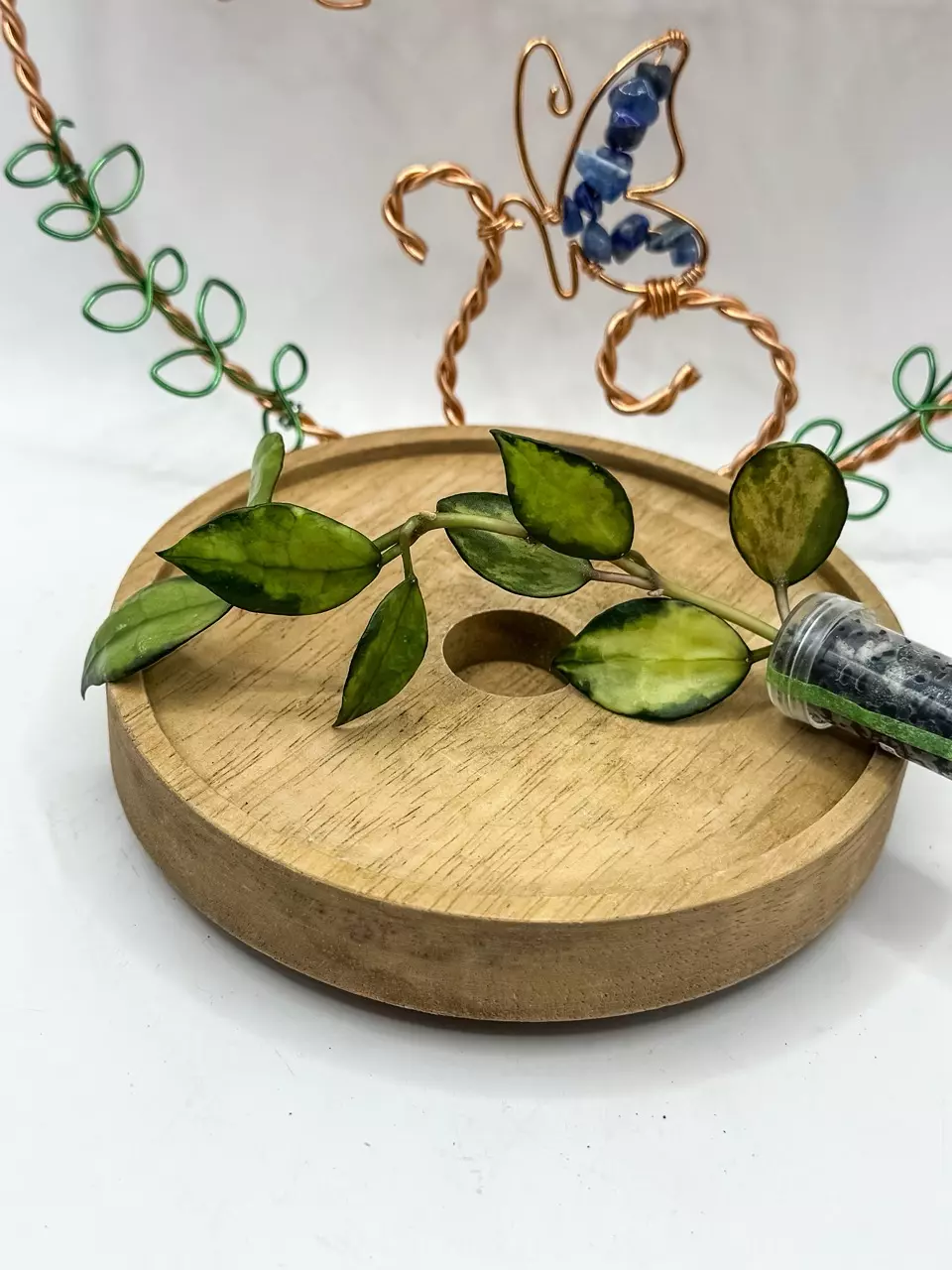 70. Lacunosa Platano (starting to root) thumbnail