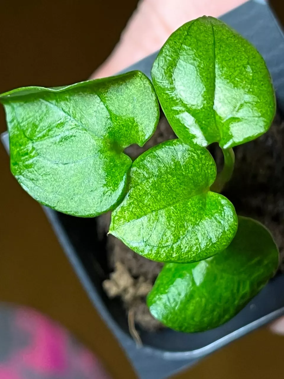 Anthurium Dark Phoenix Mint thumbnail