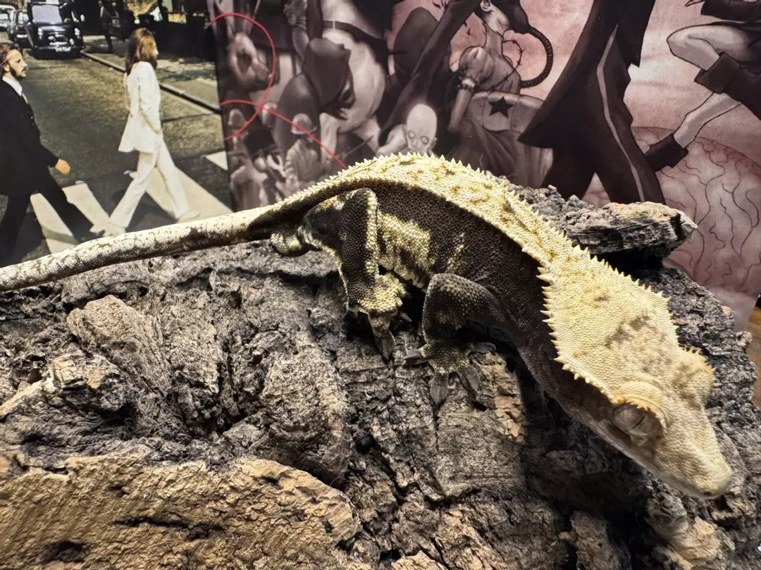 GhR-Na 004 Dark Pinstripe Male 34g thumbnail