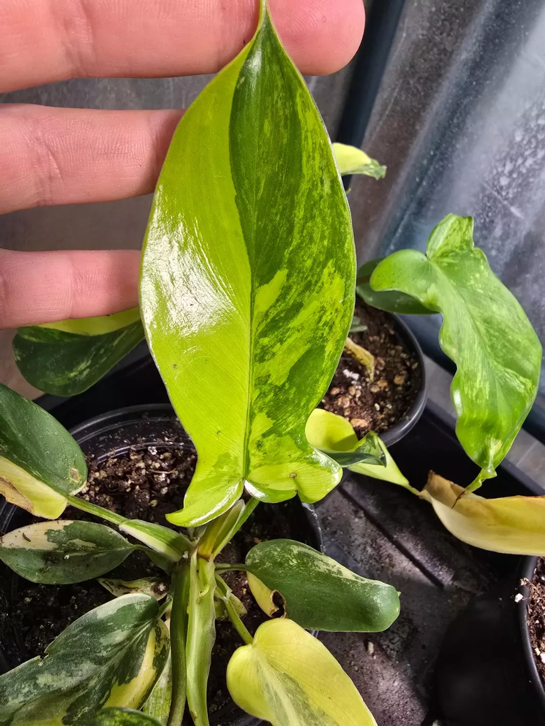 Philodendron 'Florida Beauty' Variegated - Rare Collector Aroid 3" Pot thumbnail
