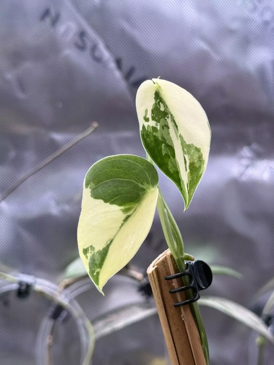 Scindapsus Mayari thumbnail