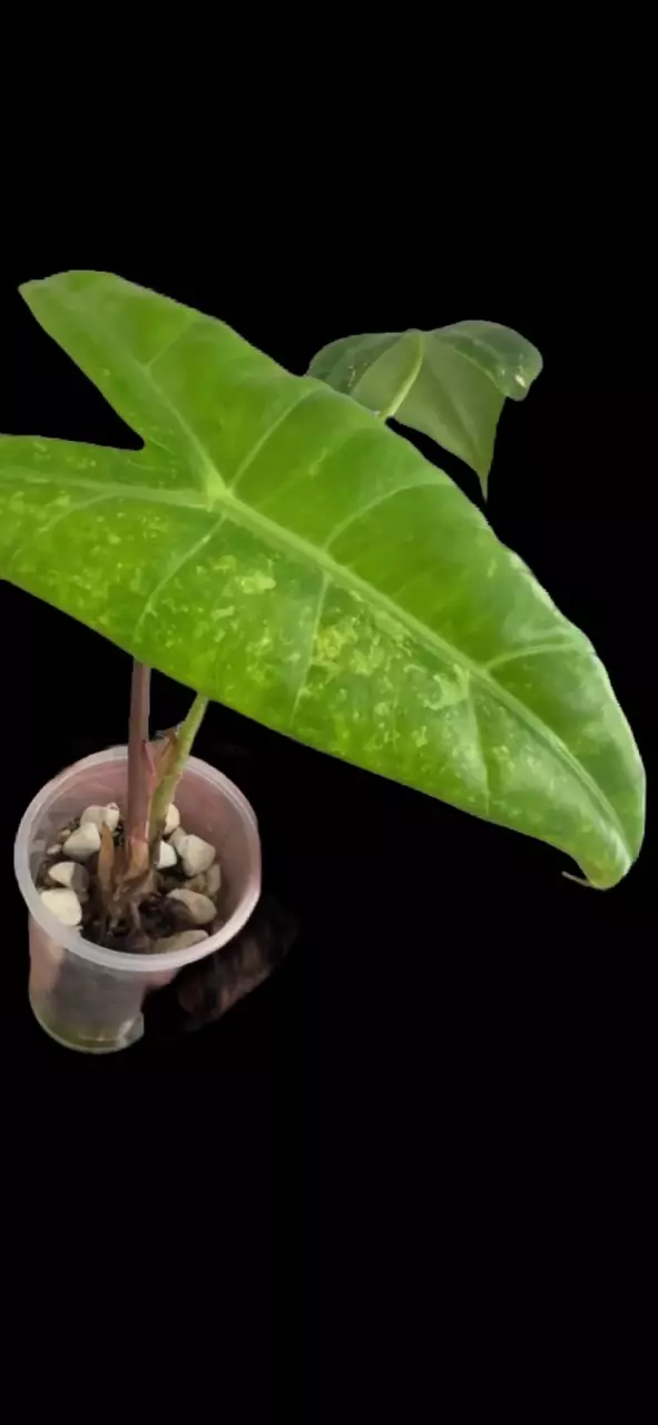 Longiloba Mint Mutation Alocasia🔥 thumbnail
