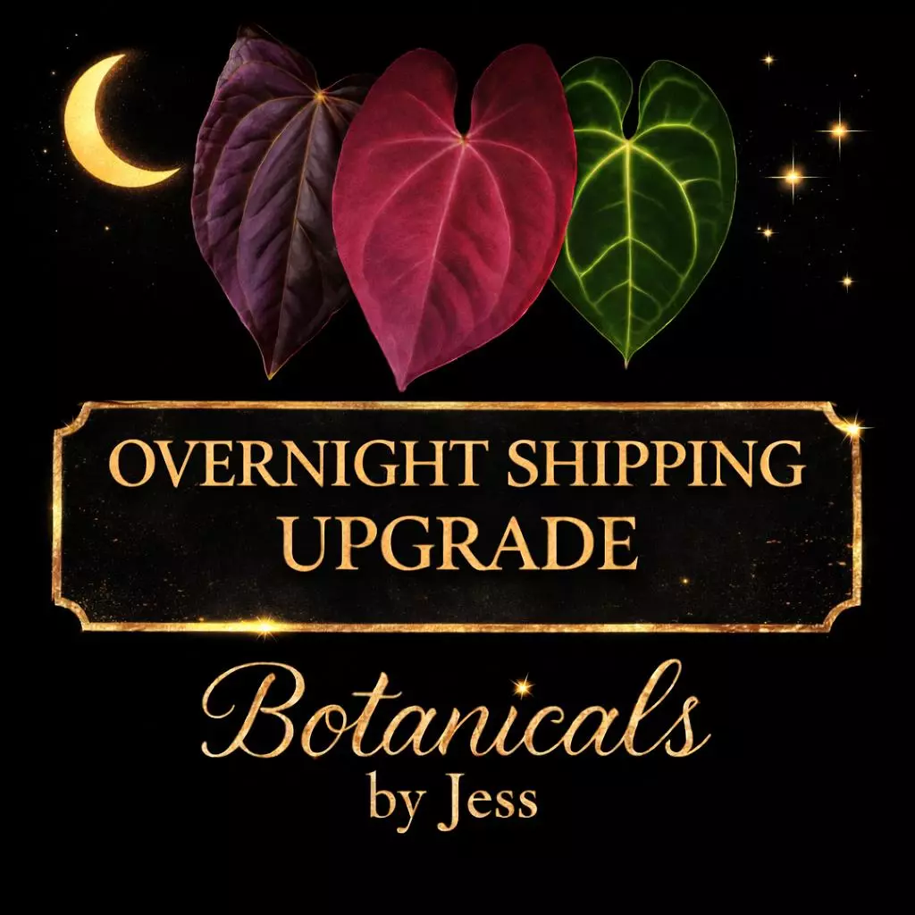 Overnight/Next Day Shipping Upgrade thumbnail