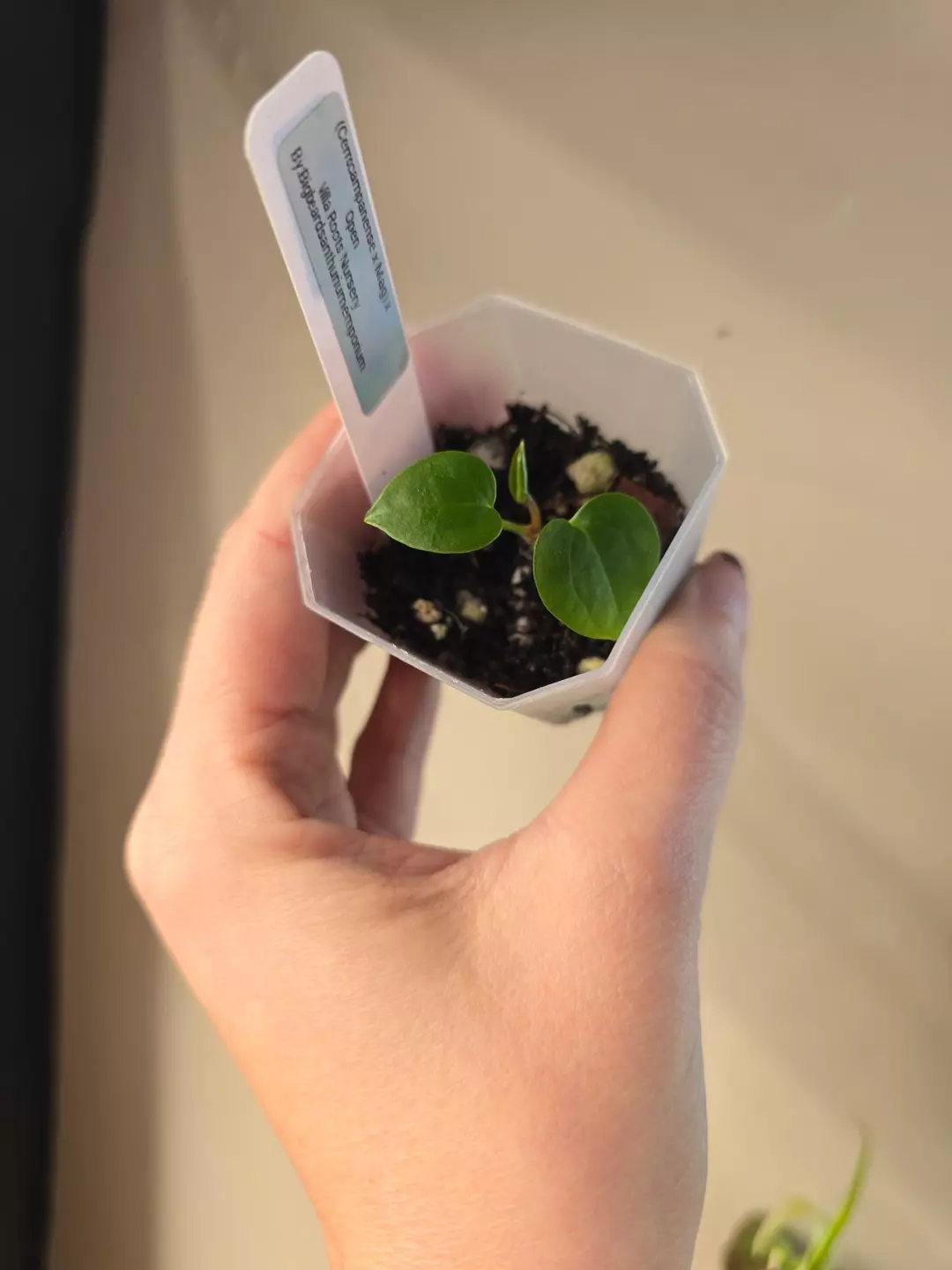 #0163 (Cerrocampanense x Mag) x Open thumbnail