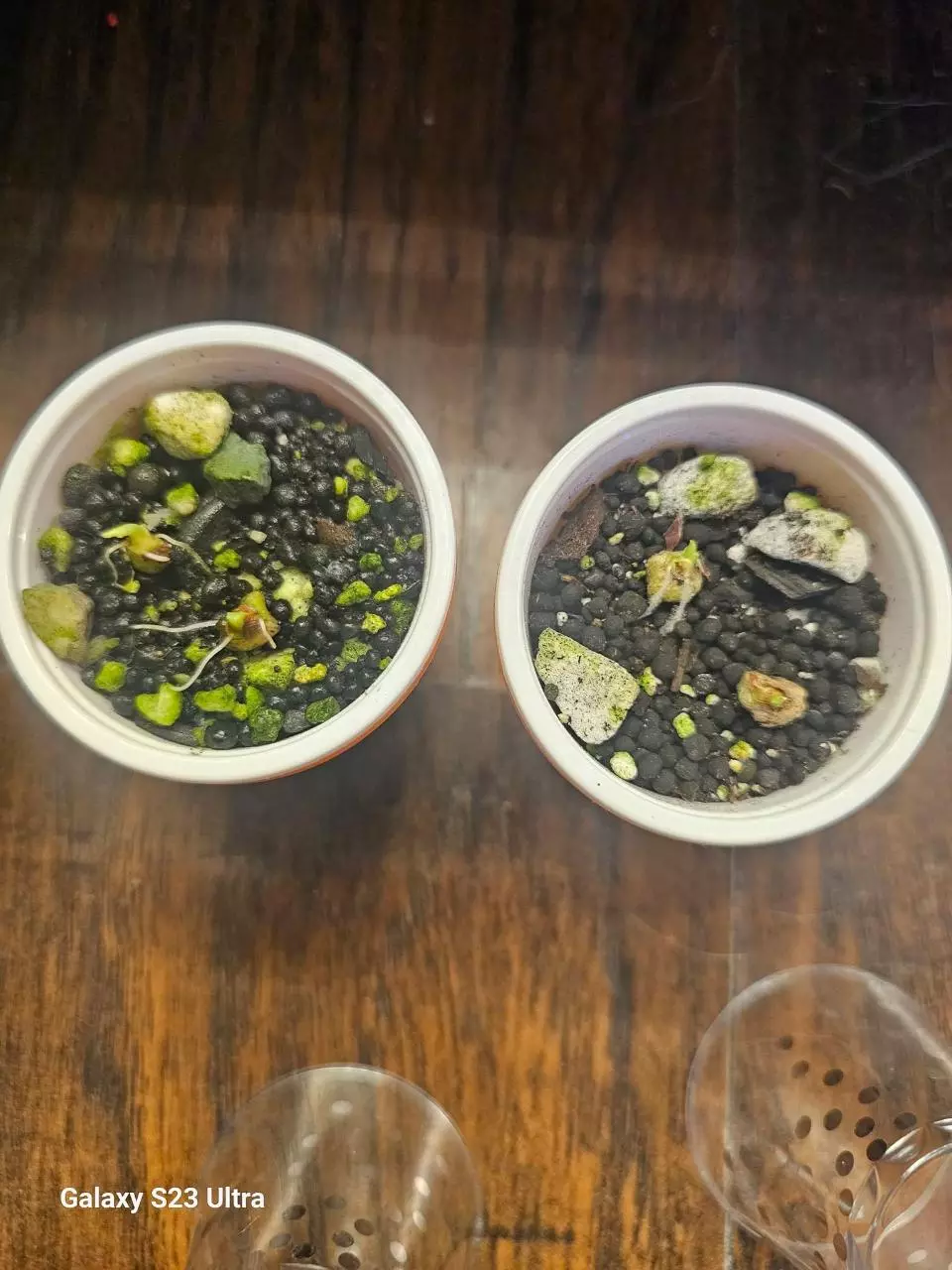 Alocasia Frydek Variegated CORMS thumbnail