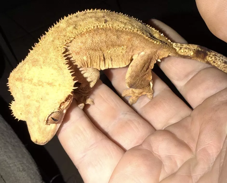 Adult female crested gecko thumbnail