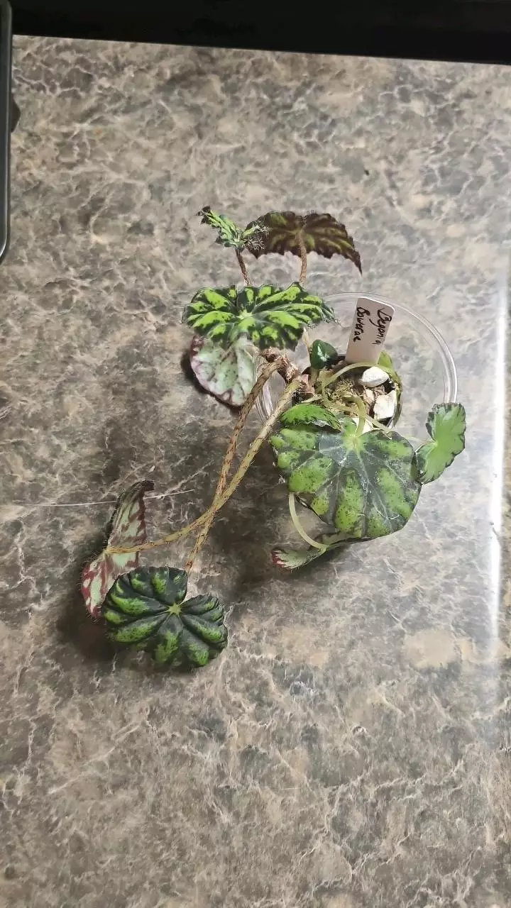 Begonia Bowerae thumbnail
