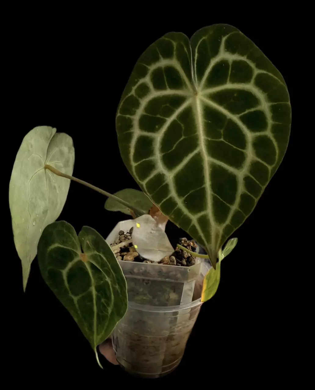 King of Clarinervium Anthurium thumbnail