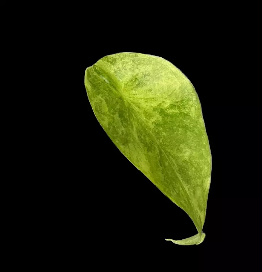 Calidora x Pink Dragon Aurea x Longiloba 1 leaf pup thumbnail