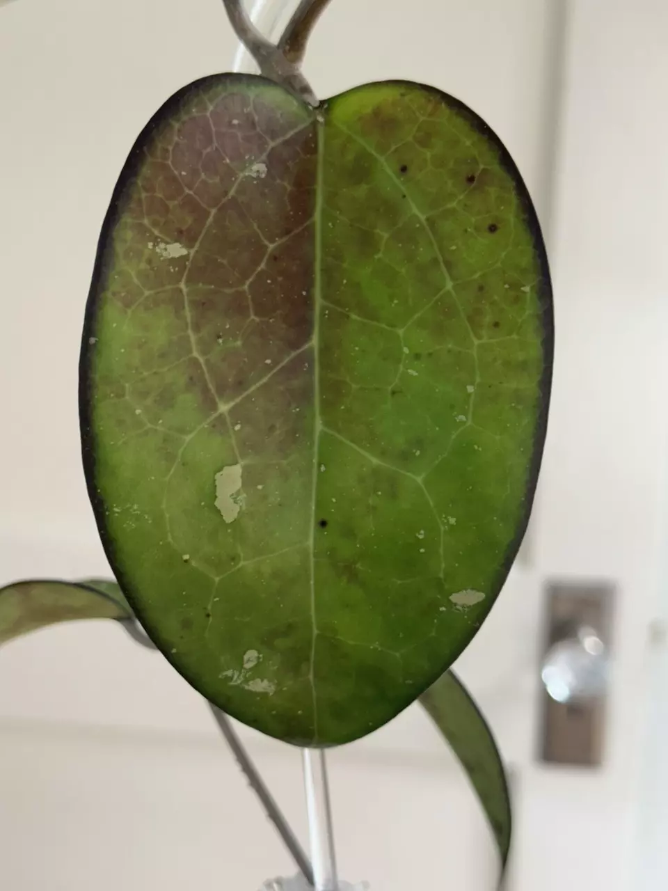 0764 Hoya vittelina - 4” self-watering pot with acrylic trellis thumbnail