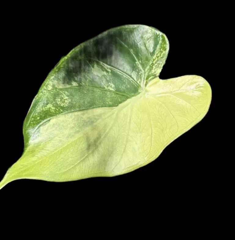 Cucullata Albo Sprouted CORMS thumbnail