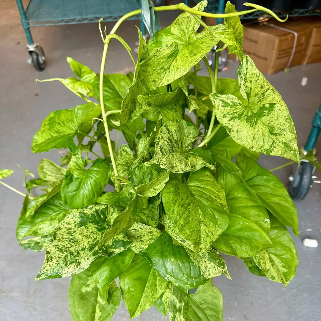 syngonium mojito - 8” pot thumbnail