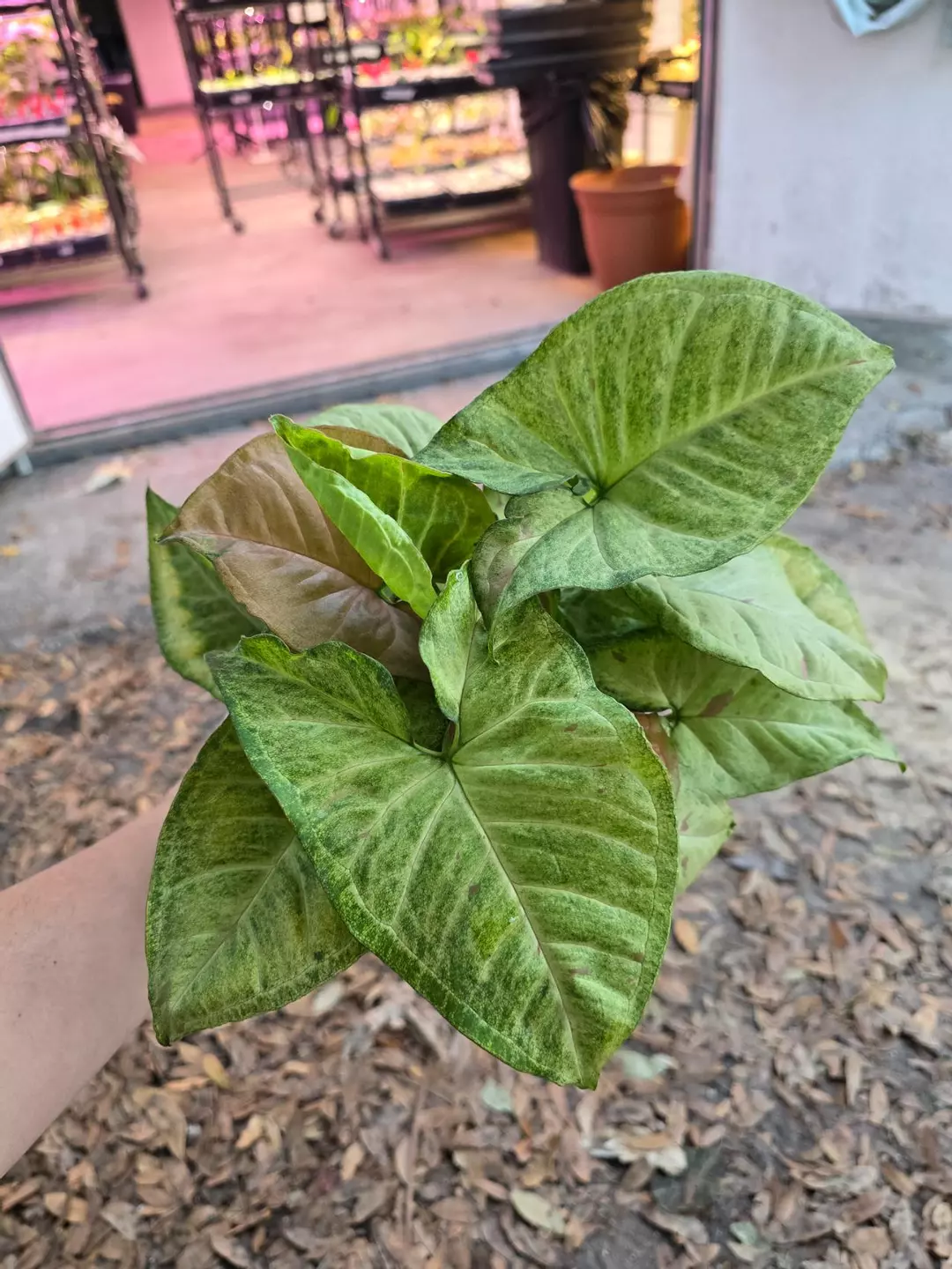 6in Syngonium Milk Confetti GC thumbnail