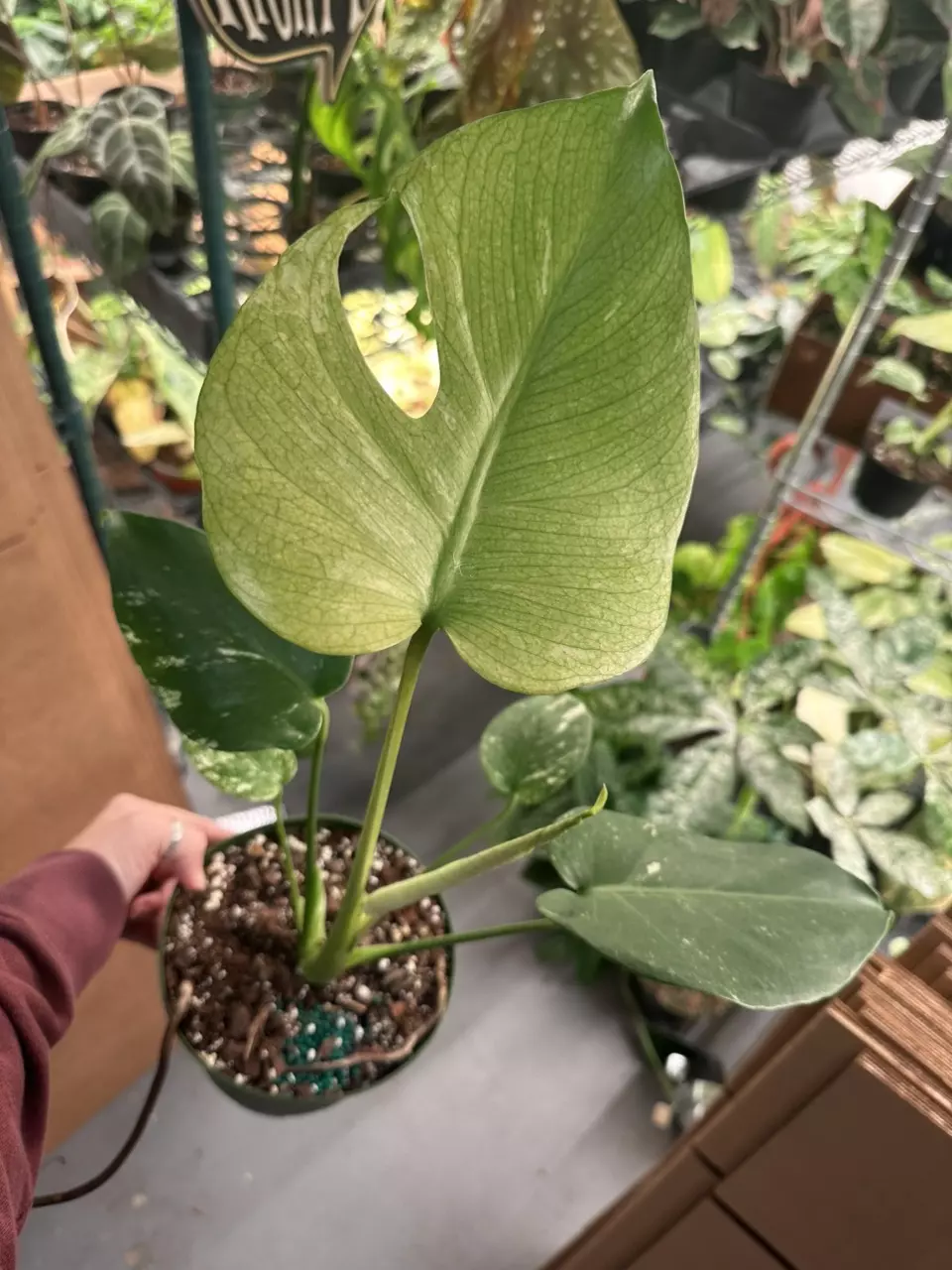 monstera mint - 6” pot thumbnail