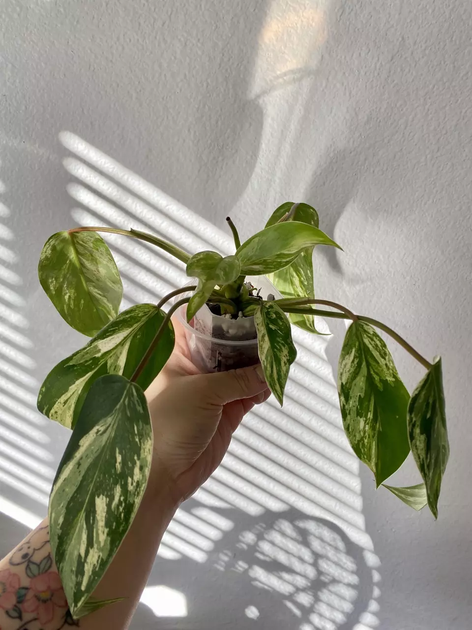 #74 - Philodendron Emerald Queen thumbnail