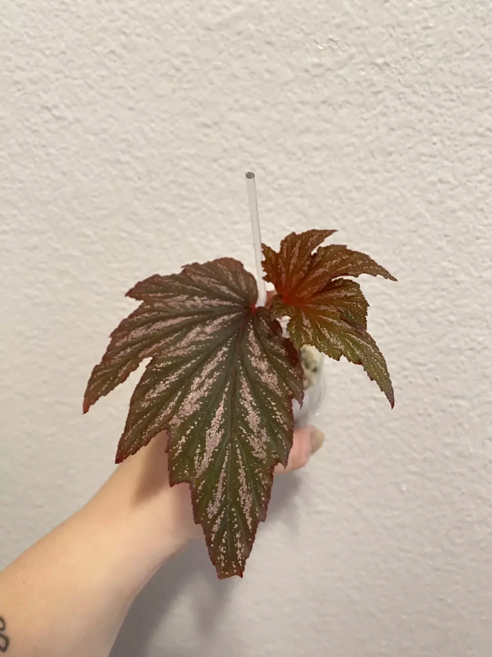 #56 - Begonia Bobby Price rooted cutting thumbnail