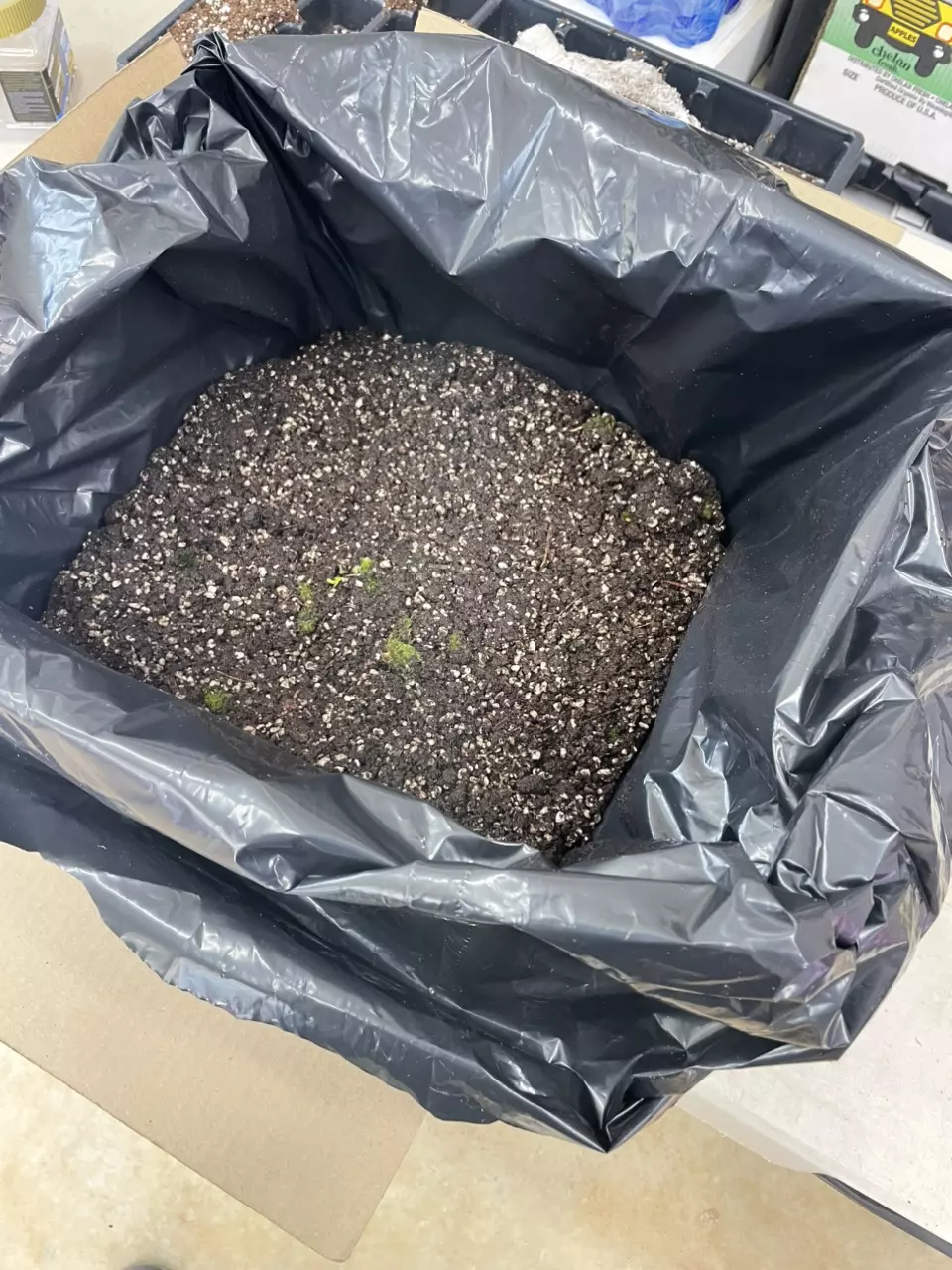 Bulk Sarracenia Mix - Bio active! - shipping is $31 thumbnail