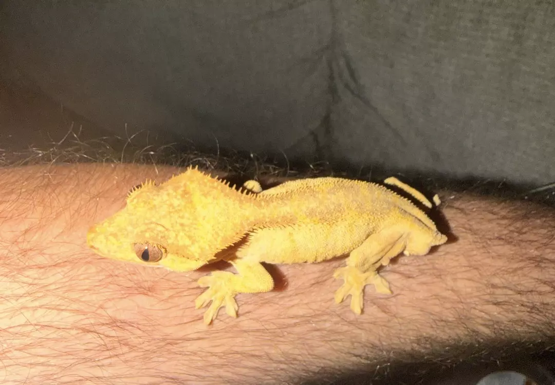 Male frogbutt crested gecko thumbnail