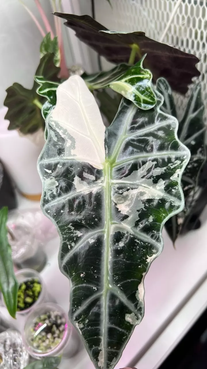 Alocasia Amazonica Albo/pink (corm only) thumbnail