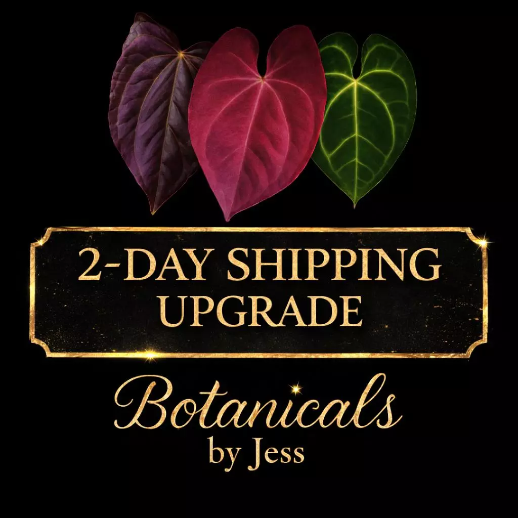 2-day Shipping Upgrades thumbnail