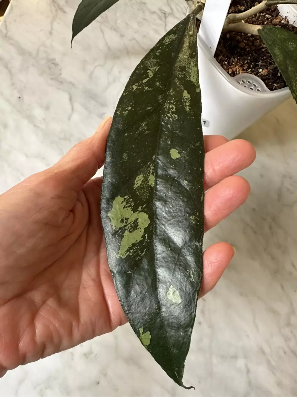 0811 Hoya clemensiorum bengkunat thumbnail
