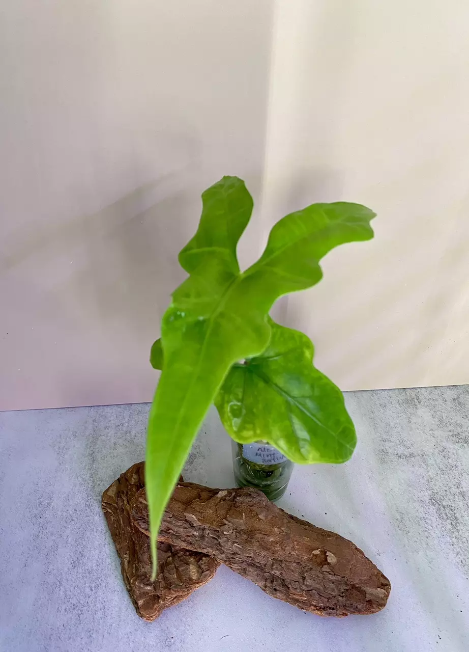 #62 - Alocasia Batwing Mint 🦄 thumbnail
