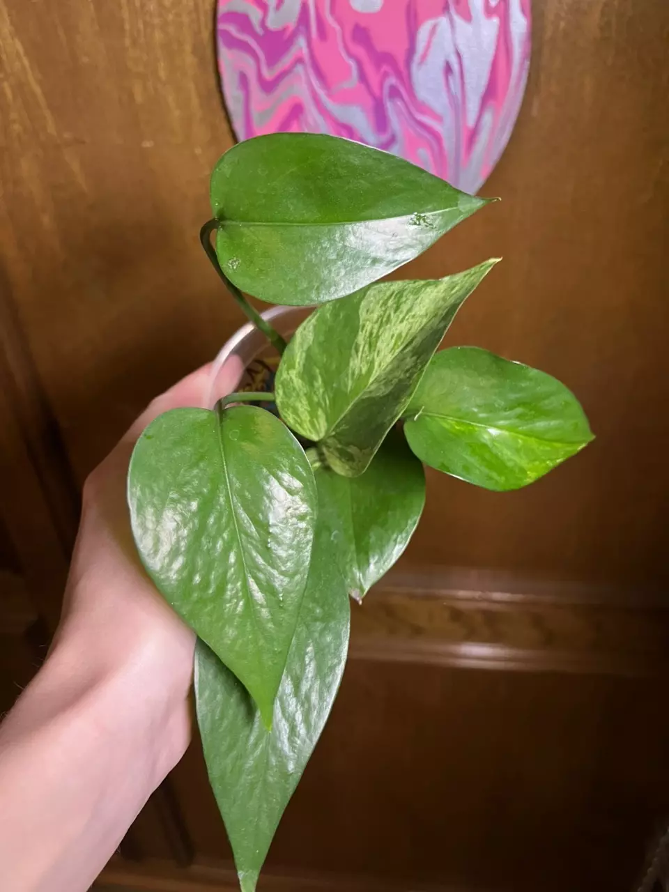 Marble Queen Pothos thumbnail
