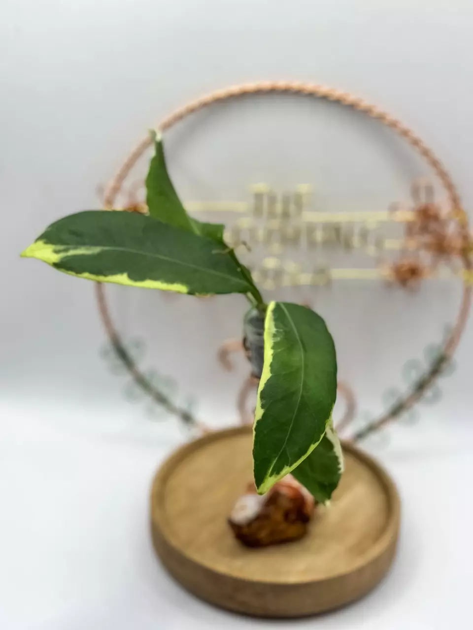 61. Pimenteliana Albo (rooted) thumbnail