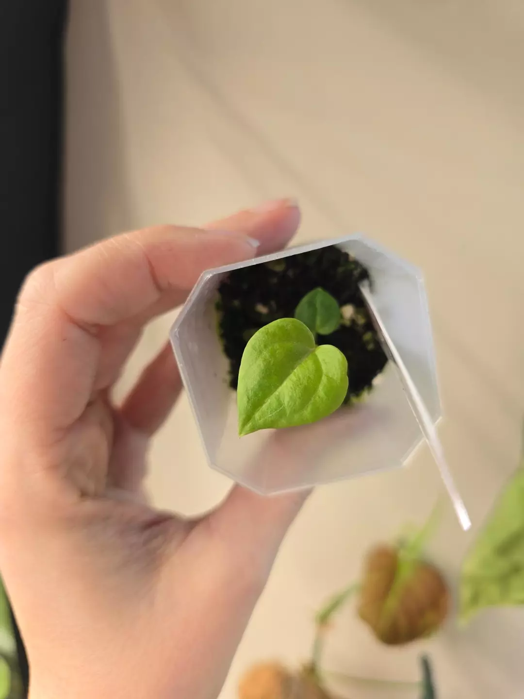 #0226 Db F2 x Open thumbnail